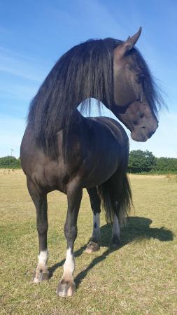 Image 2 of Beautiful Friesian x mare for part loan