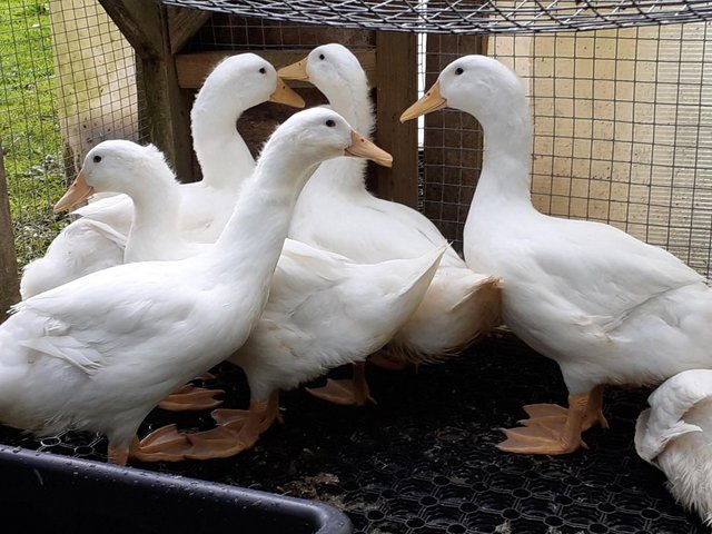 Aylesbury / White Campbell 100% Fertility Duck Hatching Eggs For Sale ...