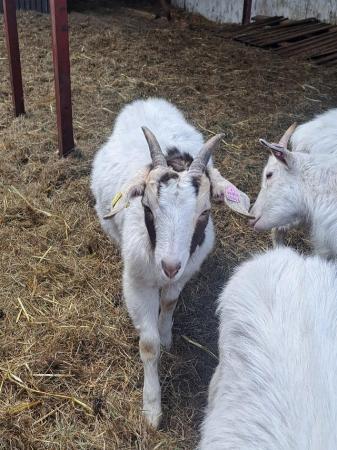 Image 1 of Tiny Tim and Greg, wether goats