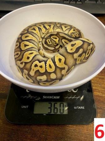 Image 8 of Various Royal Pythons - Reduced