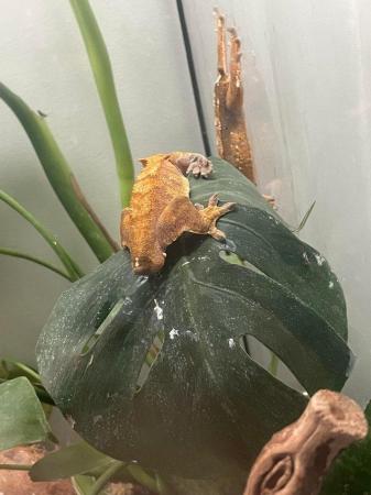 Image 5 of Beautiful male year old crested gecko