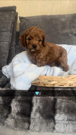 Image 4 of Cockapoo puppies for sale