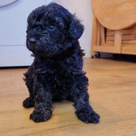 Image 2 of HOME NOW FOUND toy poodle puppies available now
