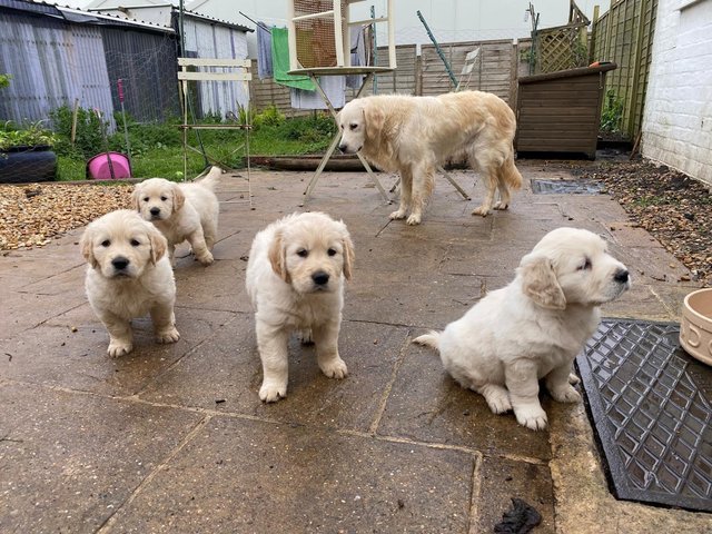 Preview of the first image of 4 gorgeous golden retriever puppies.