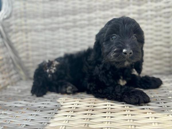 Image 11 of Gorgeous cockapoo all girls looking for new homes