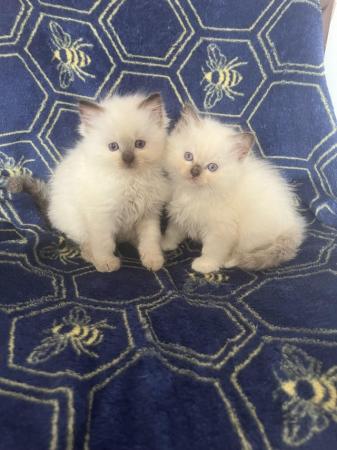 Image 15 of Last Gorgeous lilac male Ragdoll kitten ready now!