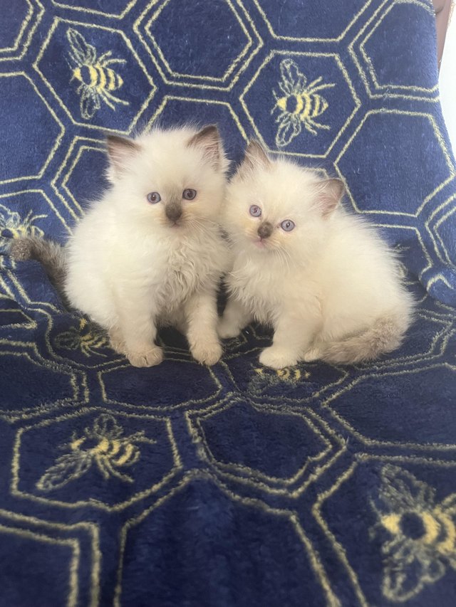 Preview of the first image of Beautiful chocolate Ragdoll kittens for reservation.