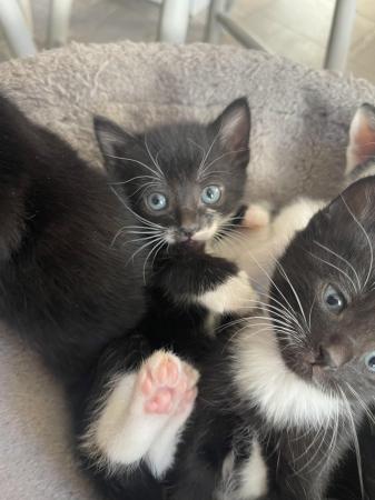 Image 1 of Kittens for sale beautiful blue eyes
