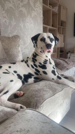 Image 5 of 10 months old gorgeous Dalmation Buddy