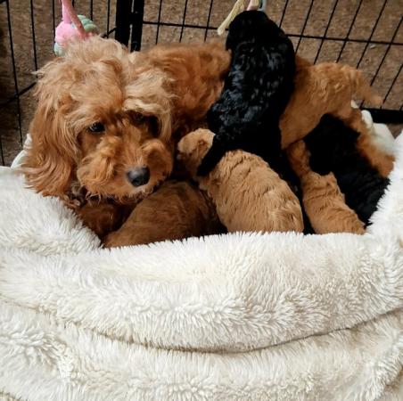 Image 3 of Last 2 Ready f1 cavapoo male puppies reduced apricot