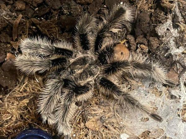 Image 2 of Tarantulas for sale and spiderlings