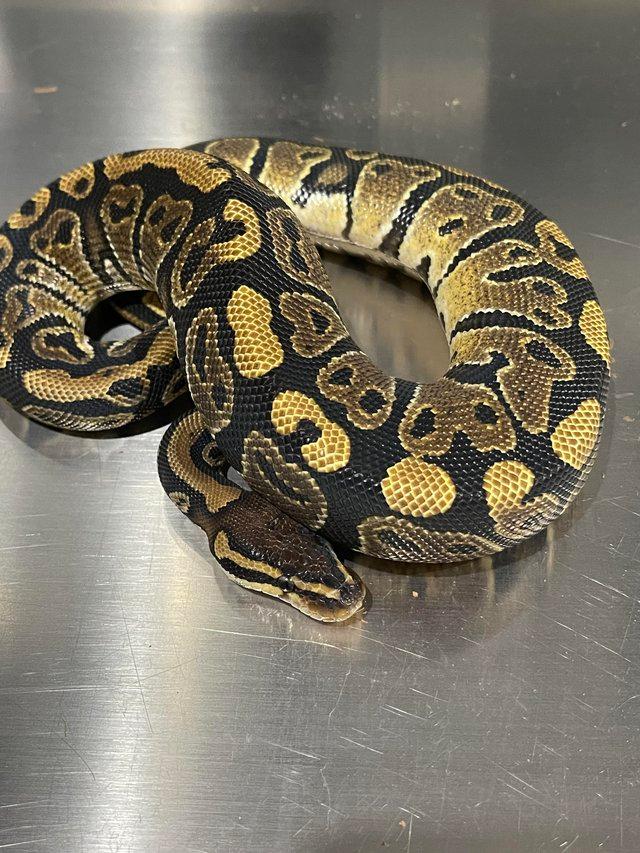 Preview of the first image of DBL Het Caramel Pieds Ball/Royal Pythons.