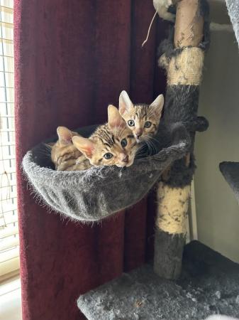 Image 2 of Bengal kittens for sale boy and girl