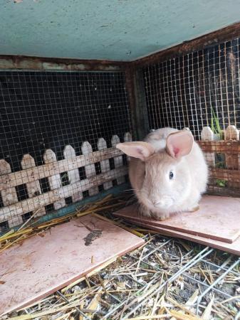 Image 4 of Friendly male rabbit for sale
