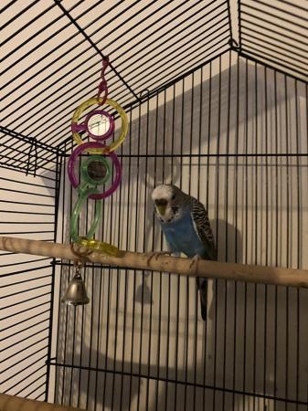 Image 1 of Budgie cage for sale No budgie