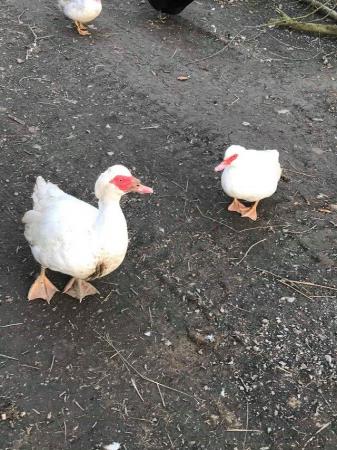 Image 2 of Muscovy ducks available in a range of colours