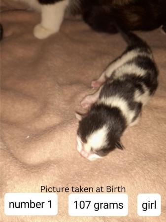 Image 10 of Female Kittens Availalable x3 from a litter of 5