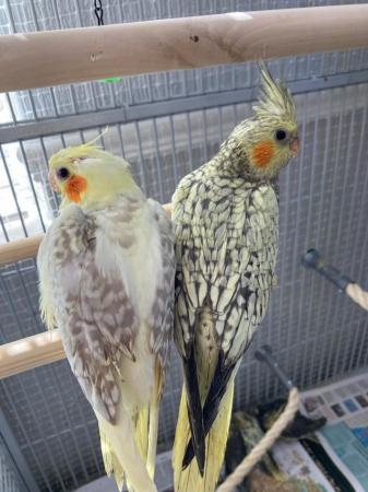 Image 7 of Hand reared and tamed baby cockatiels