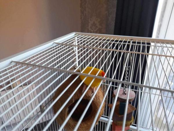 Image 2 of 1 year old parakeet for sale with cage