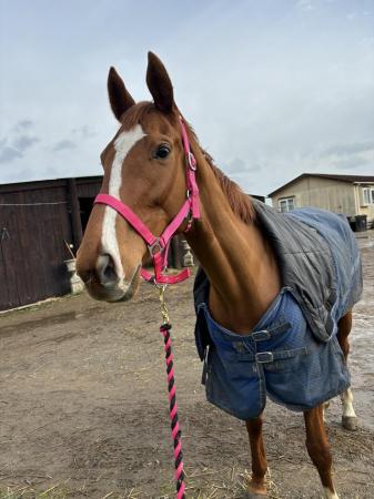 Image 1 of Chestnut thoroughbred mare