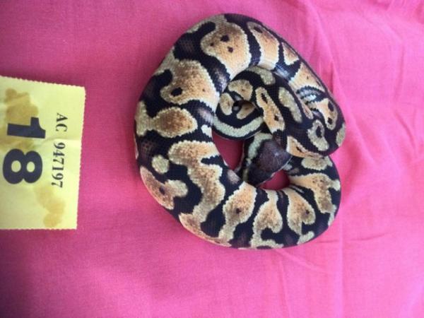 Image 3 of Female pastel baby royal python