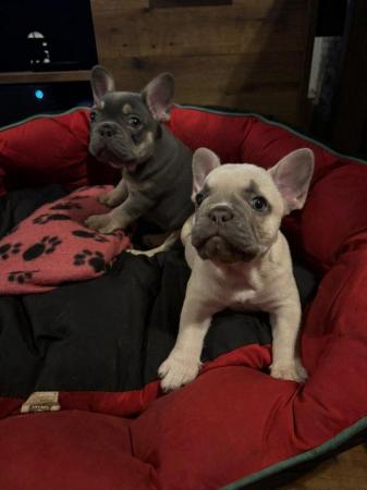 Image 7 of Cute kc french bulldogs ready to leave