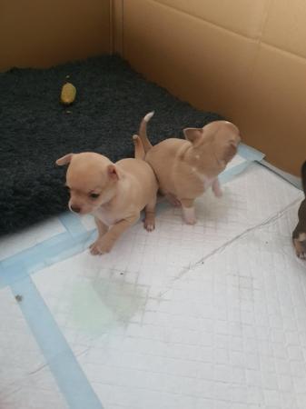 Image 15 of Beautiful smooth coat chihuahua puppies for sale