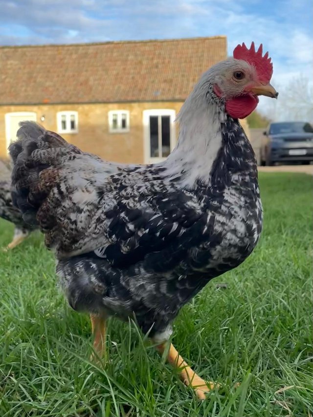 Preview of the first image of Handsome young silver-laced Wyandotte Bantam cockerel.