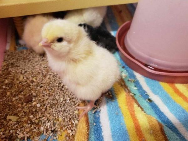 Image 4 of Light Sussex Large Fowl Eggs, Chicks, Growers, Chicken, Hen