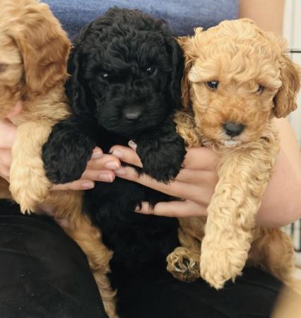 Image 23 of Red, apricot and black cockapoo pups (2 female / 3 male left