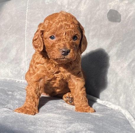 Image 9 of Gorgeous,Deep Red,Health tested Cavapoo pups