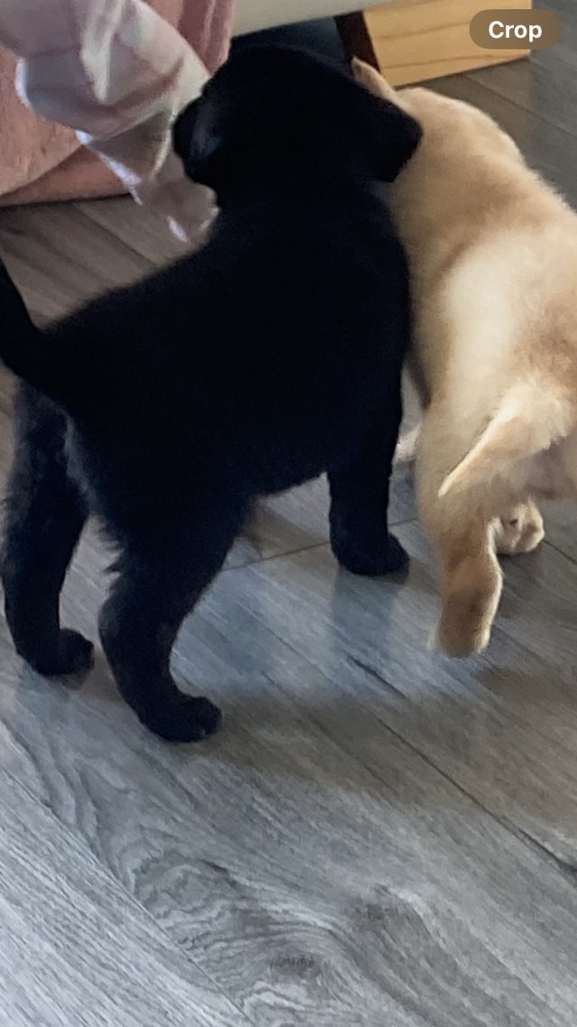 Preview of the first image of LABRADOR PUPPIES GOLDEN & BLACK.