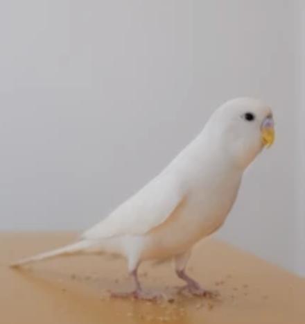 Preview of the first image of Pure cremino Hen Young Budgerigar.