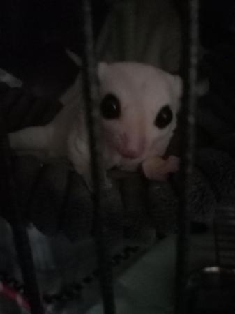 Image 5 of 15week lucstic sugar glider male