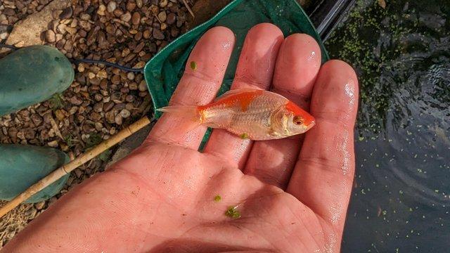 Image 2 of 6 large adult Goldfish Cold Water Fish & 6 youngsters