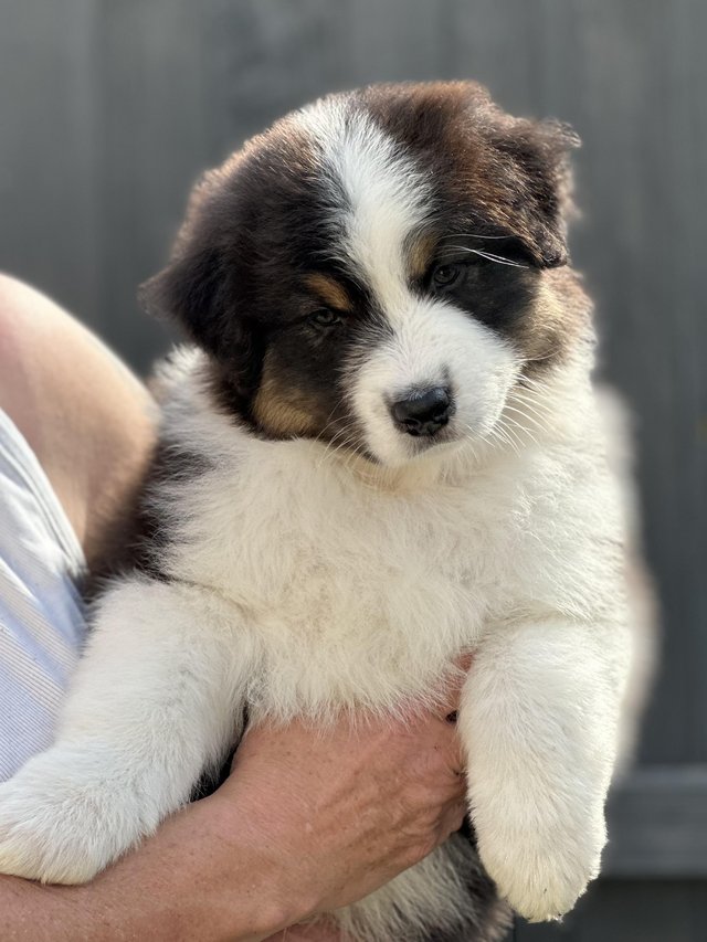 Preview of the first image of Australian Shepherd Ch Sired Balck Tri Puppy.
