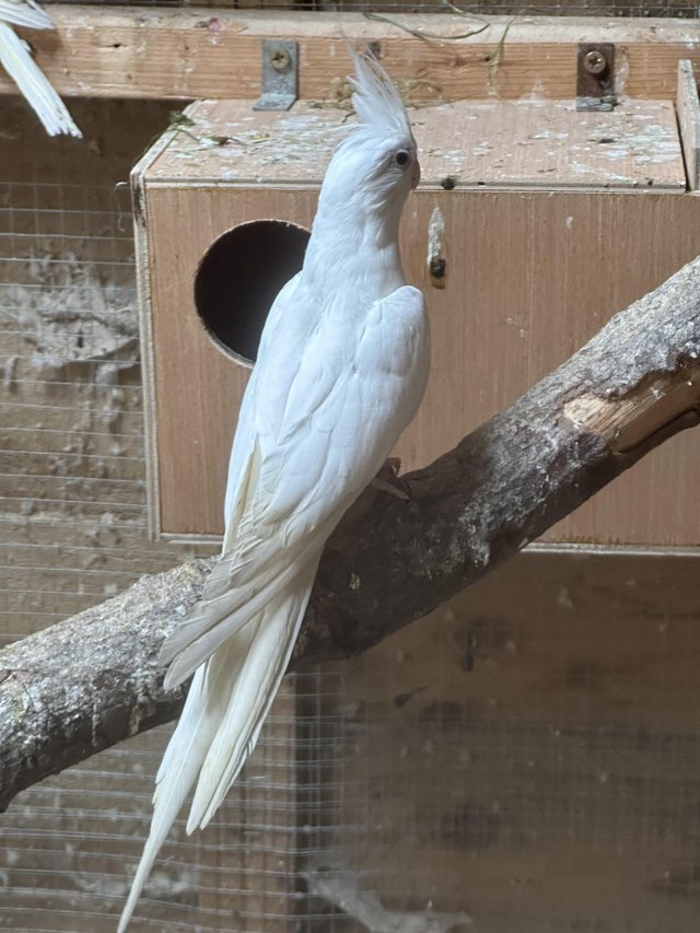 Preview of the first image of Beautiful male cockatiel for sale.