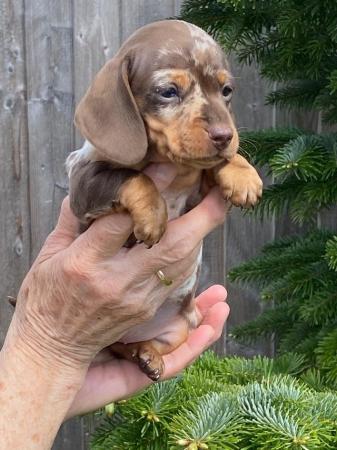 Image 2 of Miniature smooth haired Dachshund