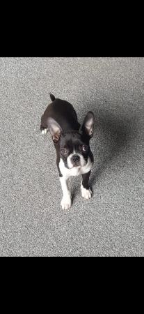 Image 3 of Boston Terrier female, 2.5 years old