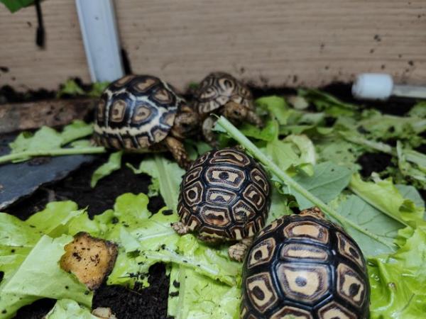 Image 8 of Leopard spotted Tortoises Babies