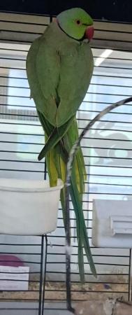 Image 1 of Green Indian Ringneck Parakeets Available Now