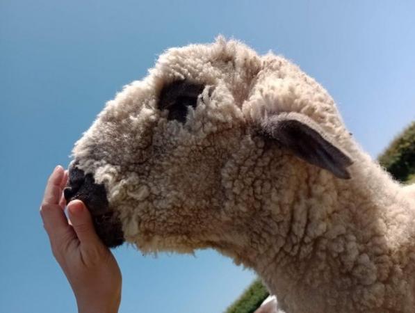 Image 1 of Ryland Ewe & Valais x Ryland Ram Pet Sheep For Sale
