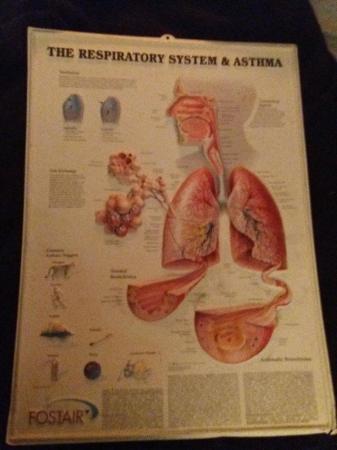 Image 2 of 2 COLLECTABLE WIPEABLE MEDICAL POSTERS