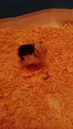 Image 3 of Silkie and other chicks hatched - 19th and 13th April