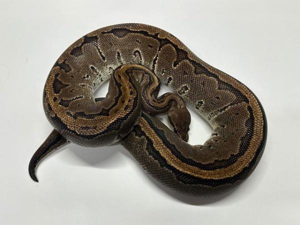 Image 3 of Ball Python Adult Females