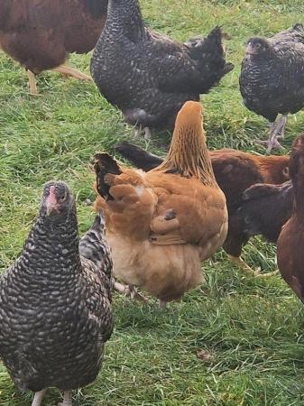 Image 1 of Point of lay pure breed chickens for sale