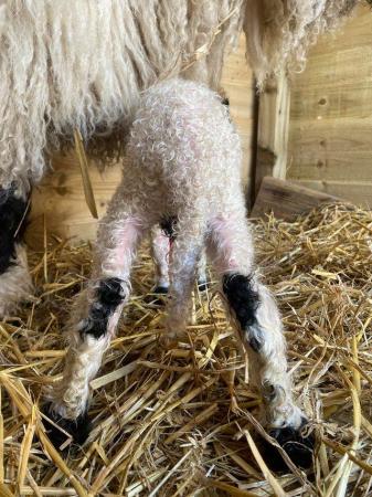 Image 2 of Registered Valais Blacknose Ram Lamb - great genetics ??