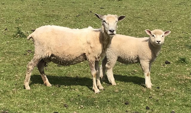 Image 2 of 2 ewes 2 lambs Texel and Suffolk x