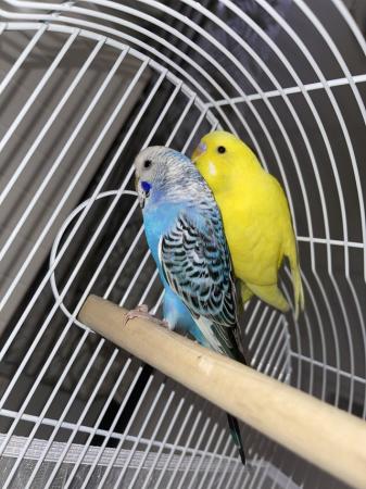 Image 2 of Pair of budgies with or without cage. £50 male & female