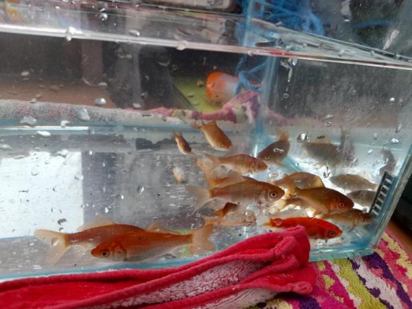 Image 7 of Multiple baby goldfish for sale